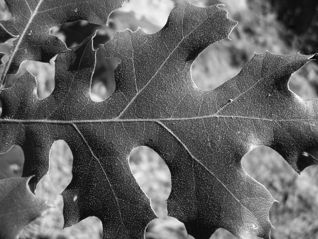 black-oak-with-pollen-2