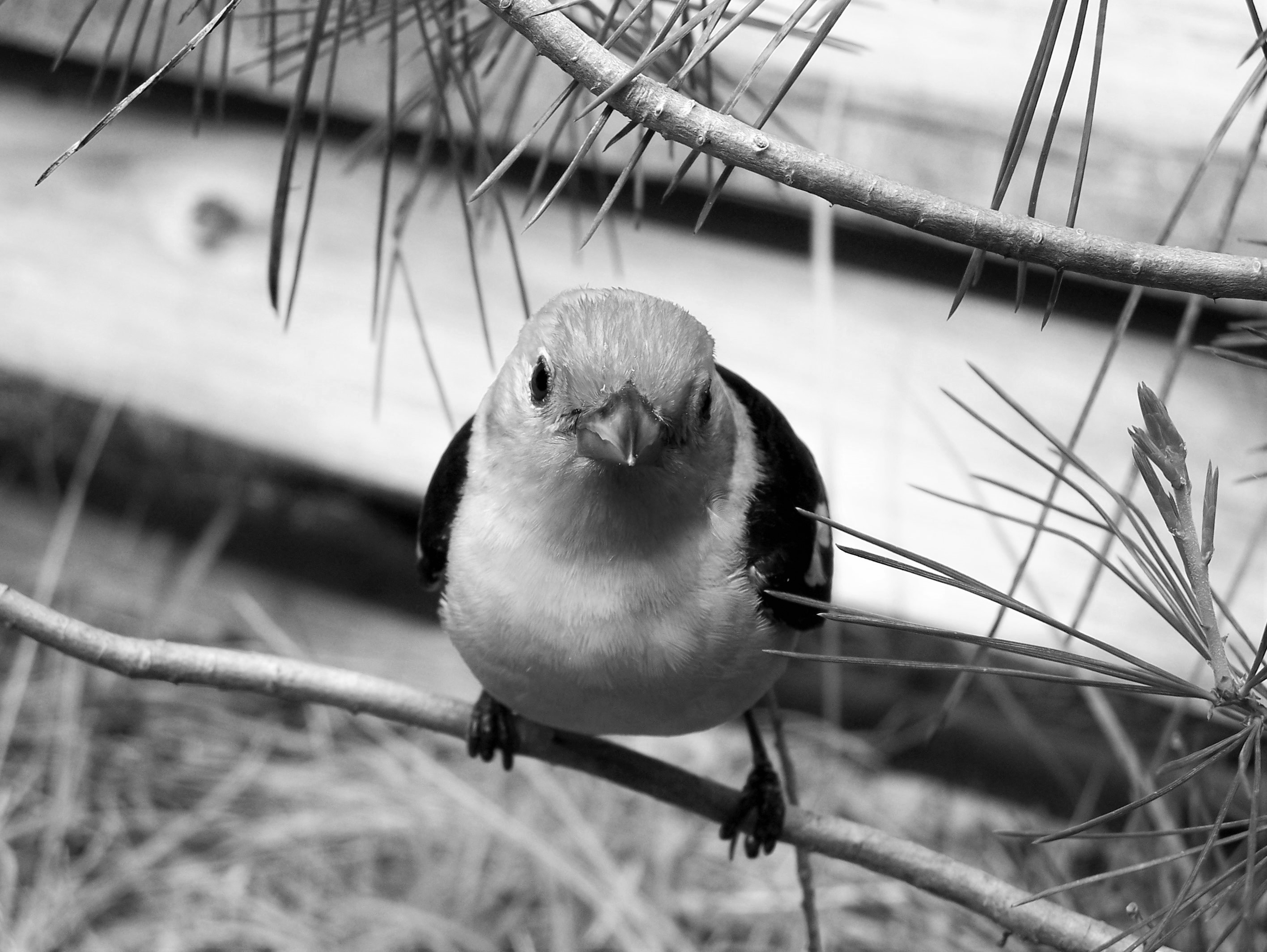 Dazed Tanager (At Camp) (2)