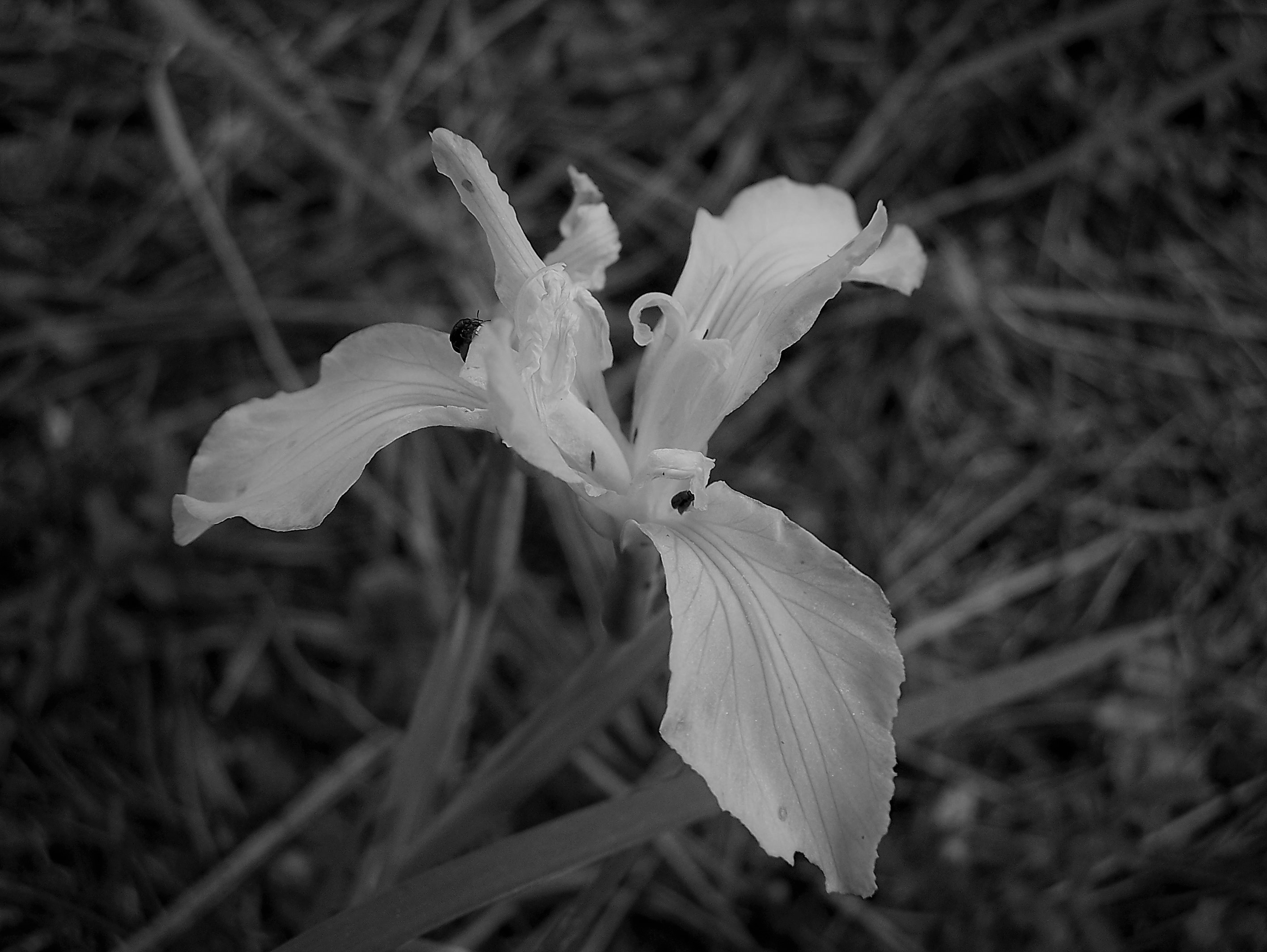Hartwig's Iris (2)